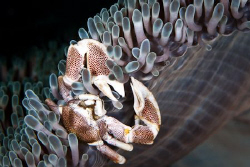 Living on the edge.  A Porcelain Crab negotiates the skir... by Mick Tait 